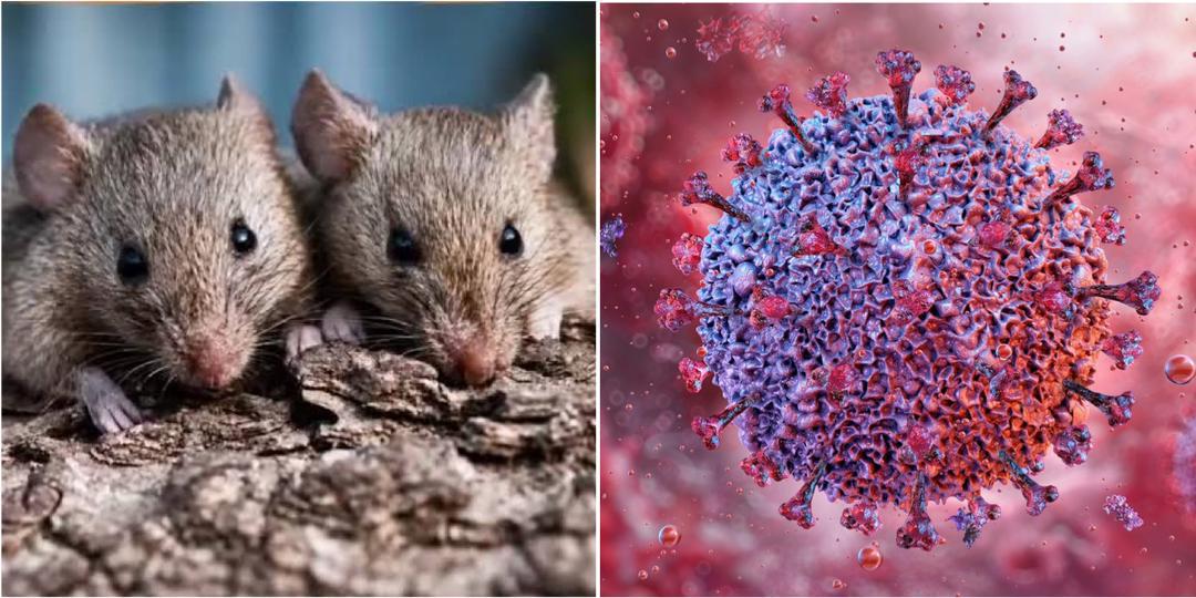 &ldquo;More cases possible...&rdquo;- Panic as WHO confirms Hantavirus outbreak